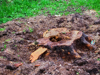 sawed old trees in the park in spring