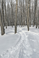 Winter snow landscape.