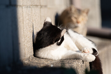 のんびり過ごす猫　黒白猫