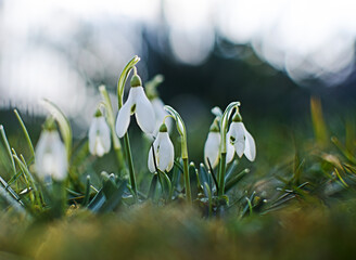 Little first spring flowers of snowdrops bloom outdoors in the spring