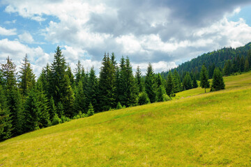 Fototapeta na wymiar spruce trees in mountains. summer countryside landscape with grass on the hills. nature scenery on a sunny day with clouds on the sky. environment conservation concept