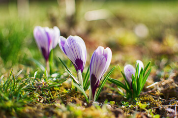 Little first spring flowers in the open air