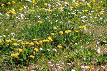 dandelions and daises close up on the green lawn. spring nature background. weeds growth problem...
