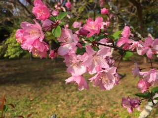 Obraz premium ハナカイドウ