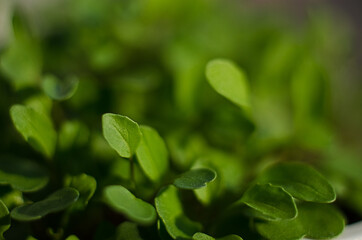 Little green sprouts appeared from the ground