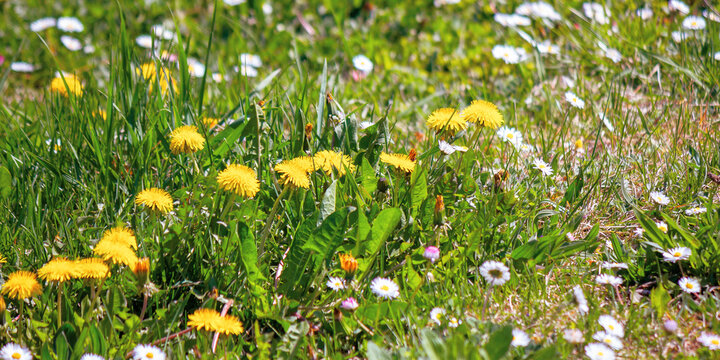 dandelions and daises close up on the green lawn. spring nature background. weeds growth problem concept
