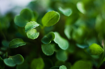 Little green sprouts appeared from the ground