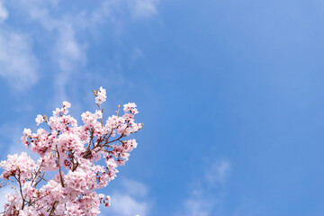 満開の桜