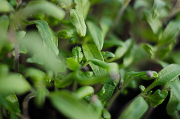 Little green sprouts appeared from the ground