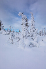 Typical landscapes of Swedish Lapland in winter. Beautiful snow covered trees with lots of snow.
