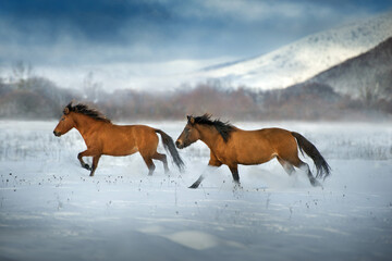 Fototapeta na wymiar Hutsul horse free run in snow field against mountain view
