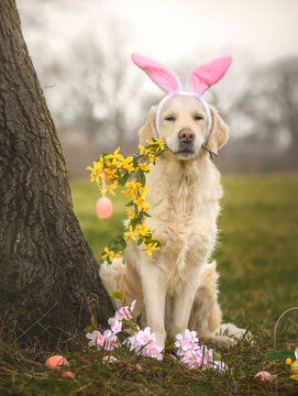 Osterhund
