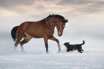 Fototapeta na wymiar Bay horse play with dog in snow winter field