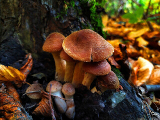 Small honey agaric mushrooms  grow near big tree in the uatumn forest with defocused yellow and brown leaves  on the background. Close up of Armillaria mellea. Edible mushrooms.