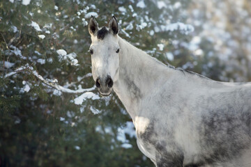 Fototapeta na wymiar White horse in winter frosty day