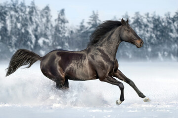 Plakat Beautiful horse run gallop in snow field