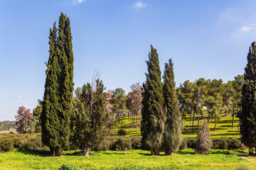 Tall slender cypress trees