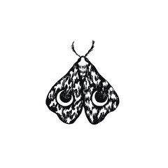 Hand drawn moth isolated illustration