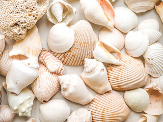 Seashells lying on the sand. Beautiful card