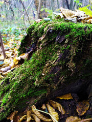 Green moss on a stump in the autumn forest  with defocused tree on background