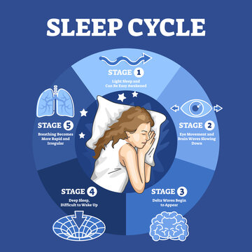 Sleep cycle with labeled night stages and phases description outline diagram