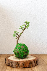 Kokedama of a succulent plant called portulacaria afra also known as Jade Dwarf or Plant of plenty.