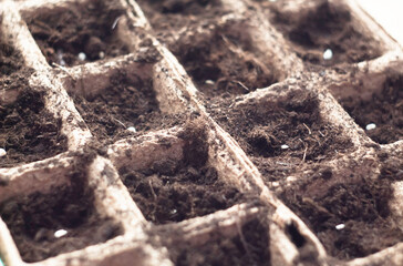 Tomato seeds in peat pots. Spring planting.