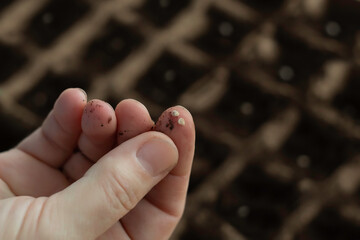 The process of planting tomato seeds. Women's hands scatter the seeds of tomatoes and cover them with earth.