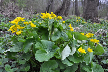 Caltha palustris grows in the moist alder forest