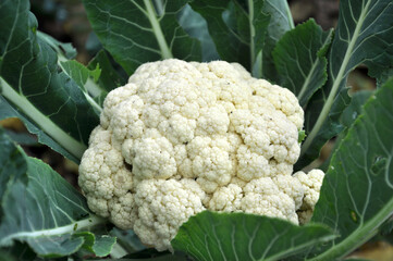  In organic soil grown cauliflower