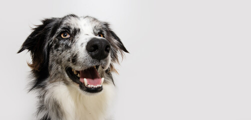 Porfile happy border collie merle. Isolated on white background