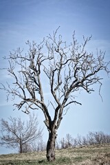 bare tree with frightening features, on a late winter day