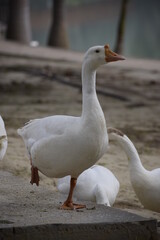 Fototapeta premium Angry Waterfowl Portrait Day, India, Amethi.