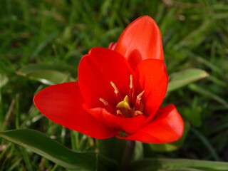 Naklejka premium Tulpe