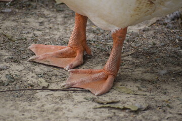 Goose legs standing on the floor, India, Amethi.