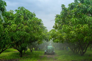 Tractor sprays insecticide in mango orchard fields