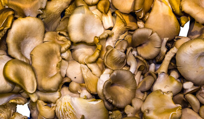 Oyster Mushrooms on Display at Farmer´s Market