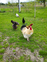 Chickens and rooster feeding on rural barnyard on green grass. Hens on yard in eco farm. poultry farming concept.