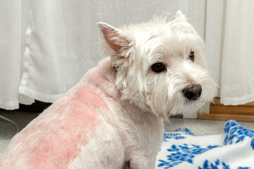 West highland white terrier after trimming. Trimmed westie. White dog. Incorrect trimming. Bad...