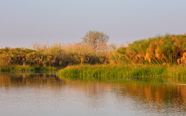 Fototapeta na wymiar Okavango river with Papyrus reed and trees in northwest Botswana in warm afternoon light