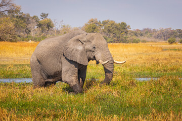 African Elefant (Loxodonta africana) foraging on the grasslands in the floodplain of the Khwai river in Botswana