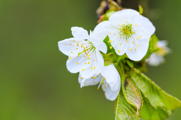 spring flowering fruit trees - Image