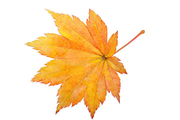 Orange autumn maple leaf.  Very detailed