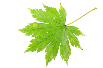 Autumn maple leaf.  Very detailed