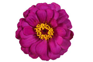 Purple zinnia isolated on white. Very detailed