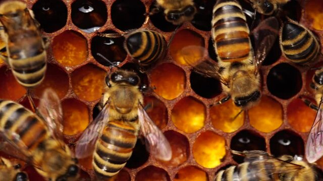 Bee bread: the bee pollen stored in the combs. Inside the Beehive - A honeycomb, wax cells with honey and pollen. A honey bee colony close up, beehive, beekeeping