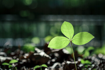 growing plant in garden with evening sunlight, shallow depth of field, surviving tough time, business resilience or life resilience concept