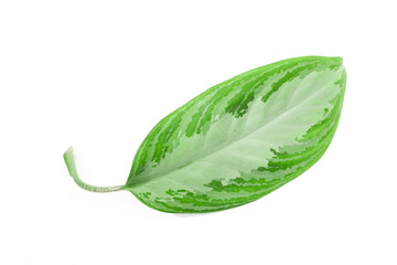 tropical leaves isolated on white background with text place  - Image