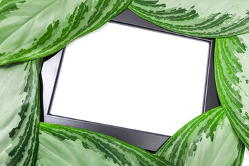 Fototapeta premium tropical leaves isolated on white background with frame text place - Image