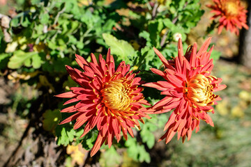 Two vivid orange Chrysanthemum x morifolium flowers in a garden in a sunny autumn day, beautiful colorful outdoor background photographed with soft focus.